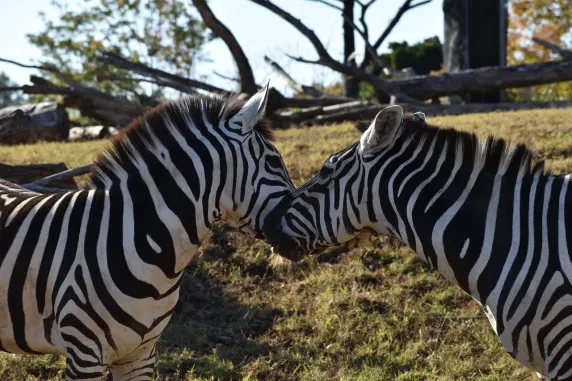 Casinia Casino Support